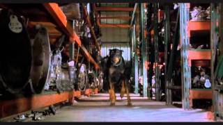 Dobermans in movie  8  Доберманы в кино [upl. by Pollard]