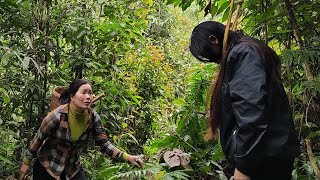 Girl weeding taro garden and picking mushrooms Dailly life  Lý Thu Mai [upl. by Volnak]