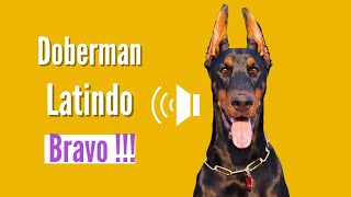 Doberman Latindo muito Bravo Latindo Alto [upl. by Nelda]