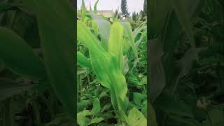 Fruiting in cowpea plant🌱🌱🌱 [upl. by Orville]