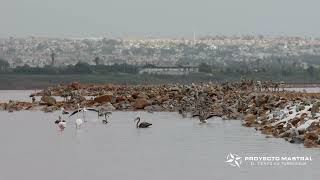 Jóvenes flamencos en la laguna de Torrevieja 30082024 [upl. by Acim]