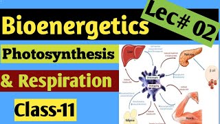 Photosynthesis amp Respiration Bioenergetics 02 Mechanism of Photosynthesis Class 11 Hindhiurdu [upl. by Riccardo607]