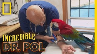 Talon Maintenance  The Incredible Dr Pol [upl. by Dabney188]