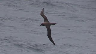 Sensational seabirding on approach to Gough Island South Atlantic April 2018 [upl. by Oringa]