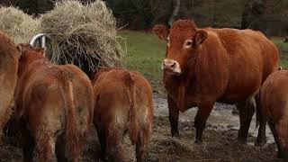 Passer son exploitation agricole en BIO  Interview dun éleveur de bovins [upl. by Meredi283]