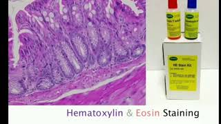 5 Hematoxylin and Eosin staining  HampE MLTLectures [upl. by Hendren]