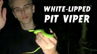 Freehandling a White Lipped Pit Viper  Herping Thailand [upl. by Roddy]