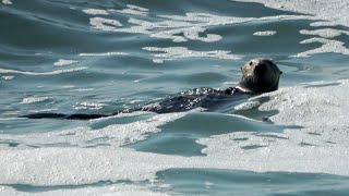 Otter Adventures Playing in the Waves at Asilomar [upl. by Annawal]