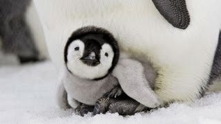 Facts about Emperor Penguins [upl. by Dre636]