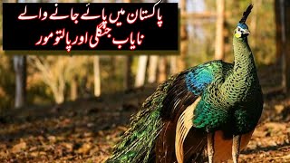 Wild Peafowls in Pakistan  Different Indian Blue Peacock Mutations  Wildlife of Pakistan [upl. by Linc]