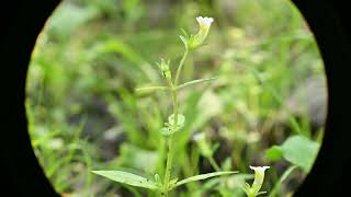 Gratiola neglecta Clammy Hedgehyssop [upl. by Drawdesemaj]