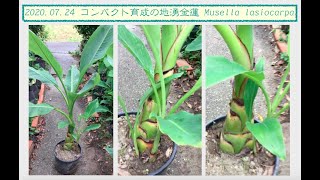 20200724 コンパクト育成の地湧金蓮 Musella lasiocarpa [upl. by Singer]