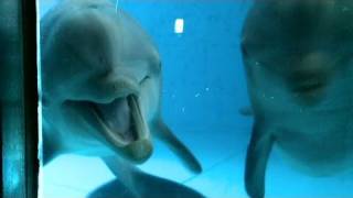 CNN Dolphins see themselves in mirror [upl. by Sims]