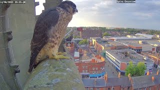 Wakefield Peregrines 2022 Compilation [upl. by Nnahaid]