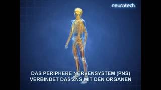 Grundlagen 1 Das Nervensystem ZNS PNS neurotech [upl. by Kyd]