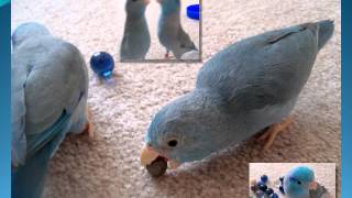 Meet the Parrotlets  An introduction to The Parrotlet [upl. by Farny108]