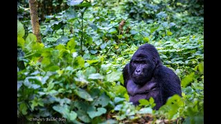 Gorilla Families Fighting in Bwindi Impenetrable National Park [upl. by Nolram]