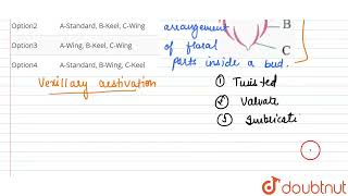 Name the petals A B and C in vexillary aestivation shown in the above figure  CLASS 11  MOR [upl. by Sukul226]