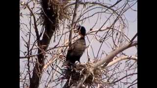 Doublecrested Cormorants in Fergus Falls [upl. by Hanford]