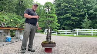 Rare Purchase of an Exceptional Old Larch Bonsai [upl. by Demmer]