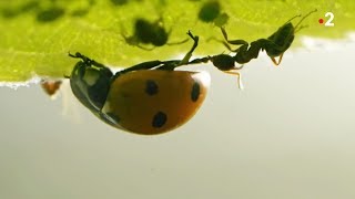 Coccinelle VS pucerons VS fourmis  ZAPPING SAUVAGE [upl. by Indira506]