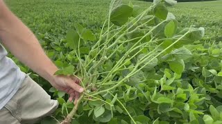 WI Soybean update July 2024 [upl. by Anderegg]