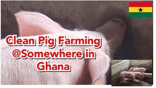 Clean Pig Farming Somewhere in Ghana [upl. by Ibrab887]