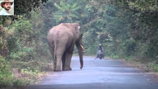 Elephant Chasing a Bike by Jasoprakas [upl. by Beasley521]