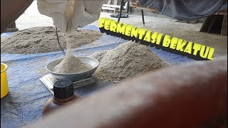 Tutorial Fermentasi Bekatul Untuk Pakan Ternak [upl. by Auria]