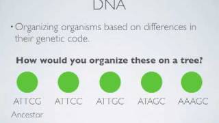 Phylogenetics Part 2 [upl. by Nerita754]