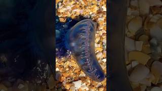 Portuguese Man o War • Tropical Music shorts manowar animals wildlife beach sea beautiful [upl. by Chung]