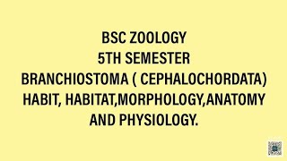 BRANCHIOSTOMA  CEPHALOCHORDATA DETAILED STUDYHABIT HABITAT MORPHOLOGY ANATOMYPHYSIOLOGYASU [upl. by Whang]