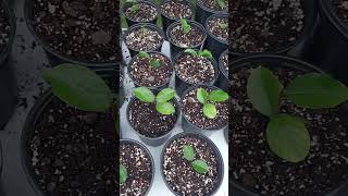 SUCCESSFUL PROPAGATION OF CRAPE MYRTLE TONTO CUTTINGS ❤️ ❤️ ❤️ [upl. by Baylor]