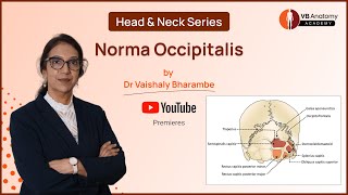 Norma Occipitalis An Indepth Exploration with Dr Vaishaly Bharambe [upl. by Godber153]