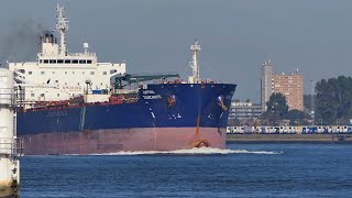 Shipspotting Rotterdam 102024 [upl. by Ellebana]