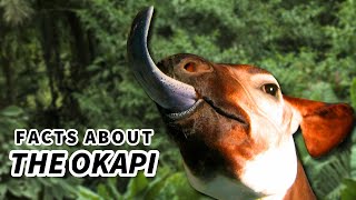 Okapi Facts a Giraffes ONLY Living Relative 🦒 Animal Fact Files [upl. by Neltiac]