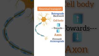 Neuronal transport anterograde retrograde neuron csirnetjrf csirnet lifescience [upl. by Nnaeed311]