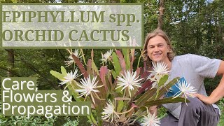 How to Grow Epiphyllum Orchid Cactus Tips amp Tutorial to Increase Flowering [upl. by Niasuh881]