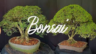 Manutenção de uma Calliandra Depauperata Bonsai [upl. by Iru125]