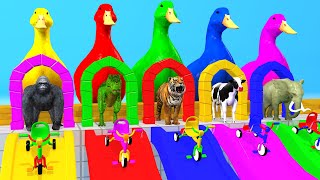 5 Giant Duck Cartoon Cow Elephant Tiger Paint Wild Animals Crossing Fountain Animation [upl. by Marka152]