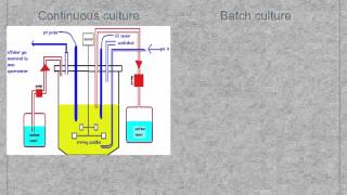 A level S3 Fermentation and fermenters Ms Cooper [upl. by Atteiluj]