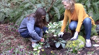 Planting Hellebore [upl. by Lennod214]