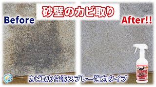 和室の砂壁や土壁のカビ取り！繊維や和紙混じりの塗り壁は変色のリスクがあるので脱色よりもカビ落としを優先したい人向けです！カビ取り侍 強力タイプで黒カビ・カビ臭の落とし方を解説！カビ取り業者純閃堂 [upl. by Xuagram]