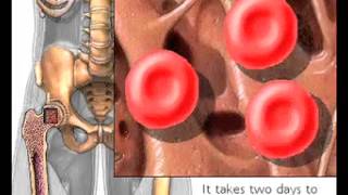 How Red Blood Cells are produced Erythropoiesis [upl. by Belier988]