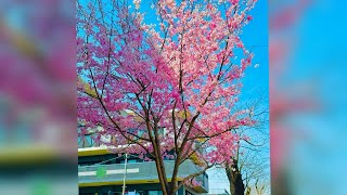 Tokiwadaira Sakura Street Chiba Japan The Japan Cherry Blossom Festival [upl. by Osric359]