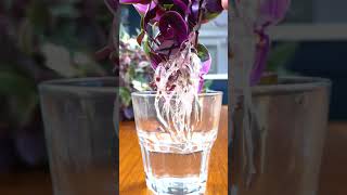 Roots in 2 Weeks Propagate Tradescantia Tricolor [upl. by Doss235]