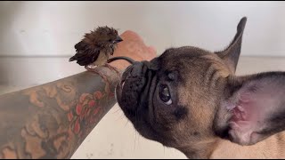 Puppy Meets a Bird For The First Time [upl. by Hackett202]