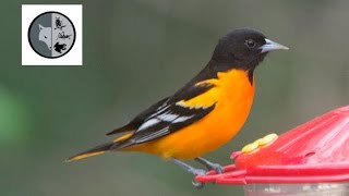 Oriole de Baltimore dans la cour arrière [upl. by Ari]