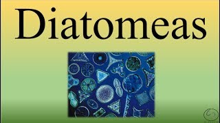 DiatomeasBIOPEDIA [upl. by Ariuqahs]