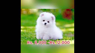 Dog prices in Sri Lanka 2022 [upl. by Ahseihs]